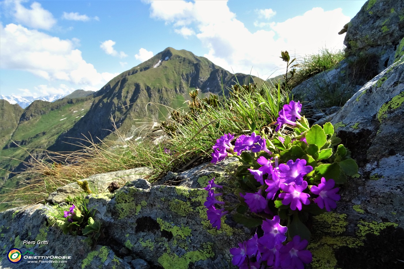 23 Primula irsuta (Prmula hirsuta) con vista in Fioraro.JPG